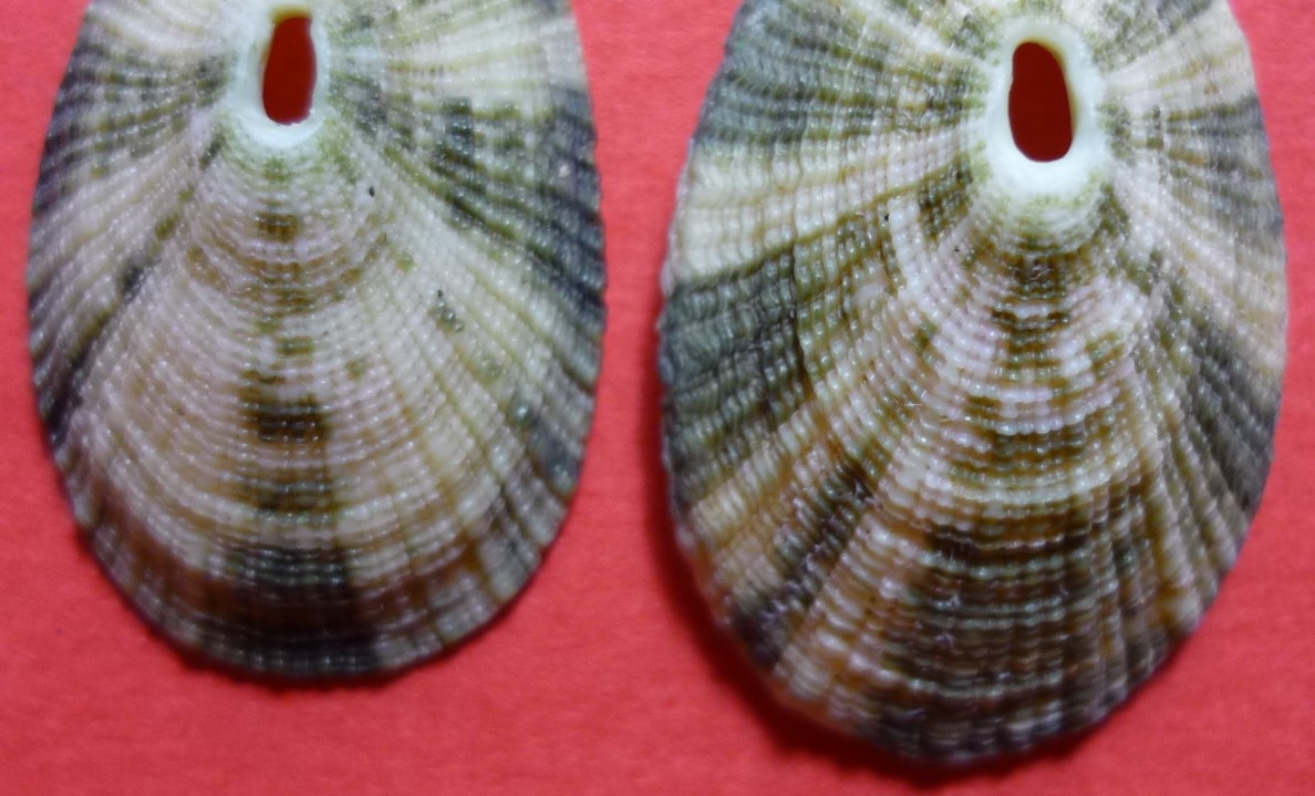 Diodora italica